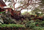 Captain Cook, Hawaii Bed and Breakfast: Offering an exotic taste of the un-spoiled Hawaii, this Healing Arts Retreat is a tropical eco and agtourism center perfect for small groups as well as Bed and Breakfast guests. In our upscale Swiss-Family-Robinson style indoor/outdoor expansion mansion, we have three unique suites and two rooms--all for nature-lovers.  We offer a rich experience of living 'inside the outdoors.'