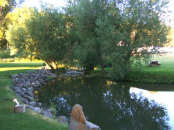 Backyard Stream